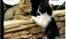 表达爱的英文谚语