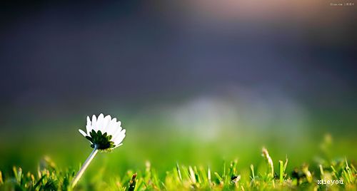 春天的简短句子