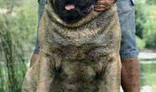 庞然大物造句大全