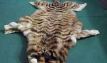 山羊见了老虎皮歇后语