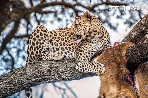 猫被老虎推上树了