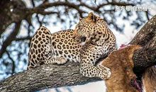 猫被老虎撵上树歇后语