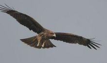 老鹰捕食歇后语