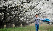 关于梨花的比喻句