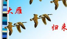 大雁比喻句