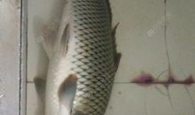 瞎猫碰上死耗子歇后语