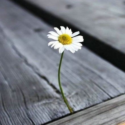 事实证明,只要内心快乐,花朵就能从尘土中绽放1