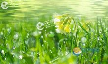 白露时节的谚语