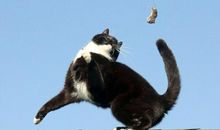 猫戏老鼠歇后语