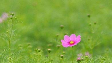 描述初春的句子