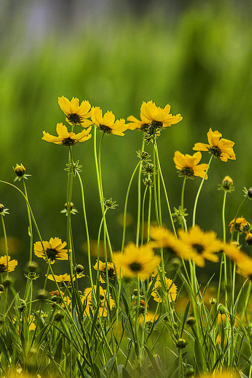 描写小花小草的句子