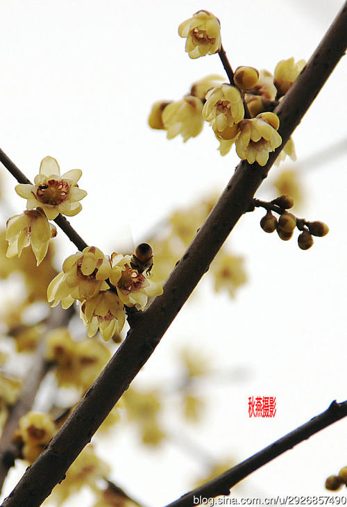 谈论秋天在这里