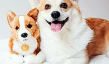 2019经典搞笑说说