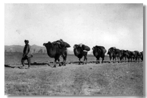 拉骆驼放牧绵羊