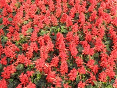 刚认识的朋友的问候