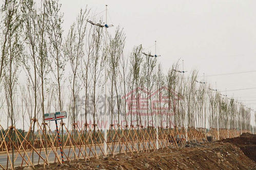 像杨树一样的寓言句子