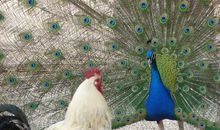 形容孔雀的比喻句