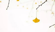 描写落叶的好句子