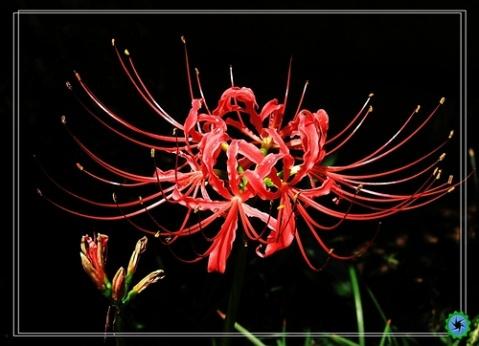 关于B花的审美句子