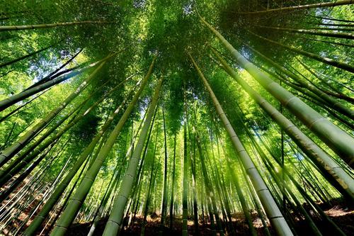 描述竹绿色的句子