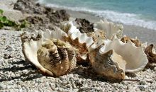 关于贝壳的优美句子