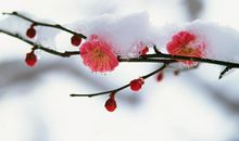 关于梅花句子