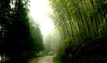 描写竹林的比喻句