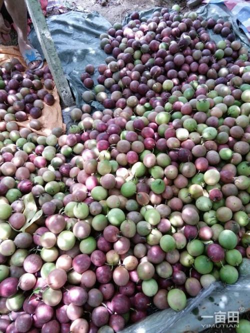 大班毕业的老师的含泪演讲