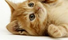 别无所求造句大全