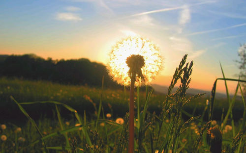 审美句_感伤美学句1