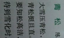 描写松树样子的句子