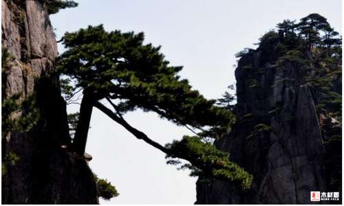 描述松树质量的句子