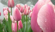 爬山虎的比喻句