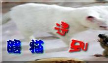 猫不吃死耗子歇后语