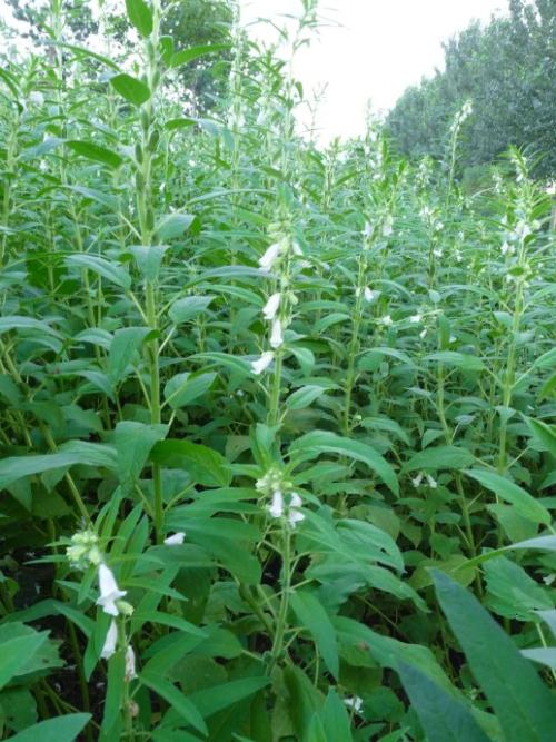 关于芝麻的寓言