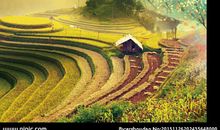 芒种节气的谚语