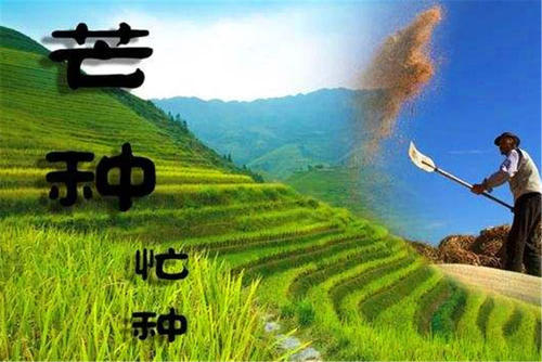 关于man种的箴言