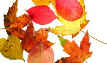 秋天的落叶比喻句