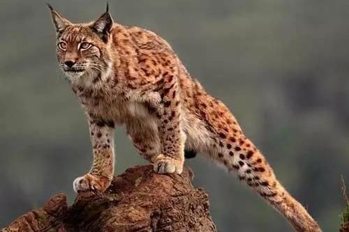 山上没有老虎寓言