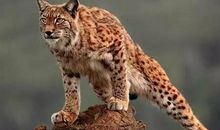 山中无老虎歇后语