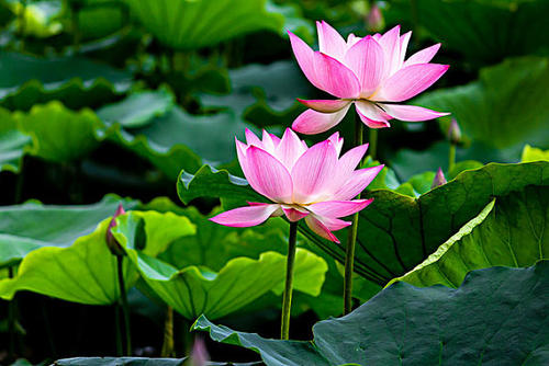 荷花在比喻中绽放