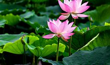 荷花开了比喻句