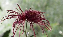 菊花开了的比喻句