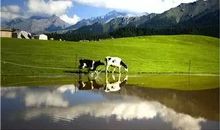 形容麦田的比喻句