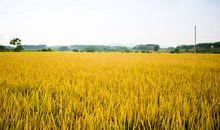 稻谷成熟了比喻句