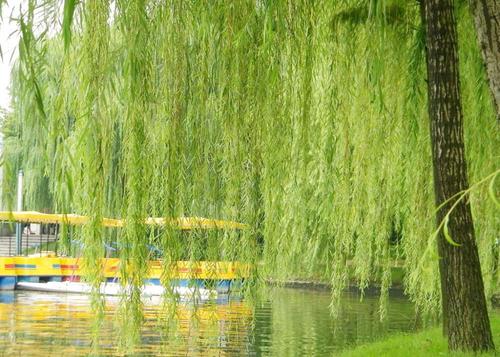 拟人垂柳