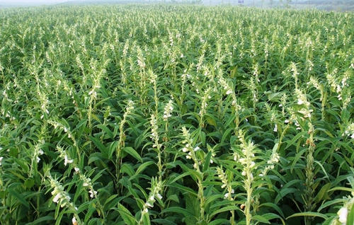 芝麻领域中的绿豆寓言