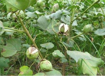 棉花是什么样的比喻