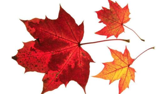 落叶看起来像什么比喻