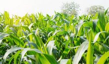 玉米叶子的比喻句